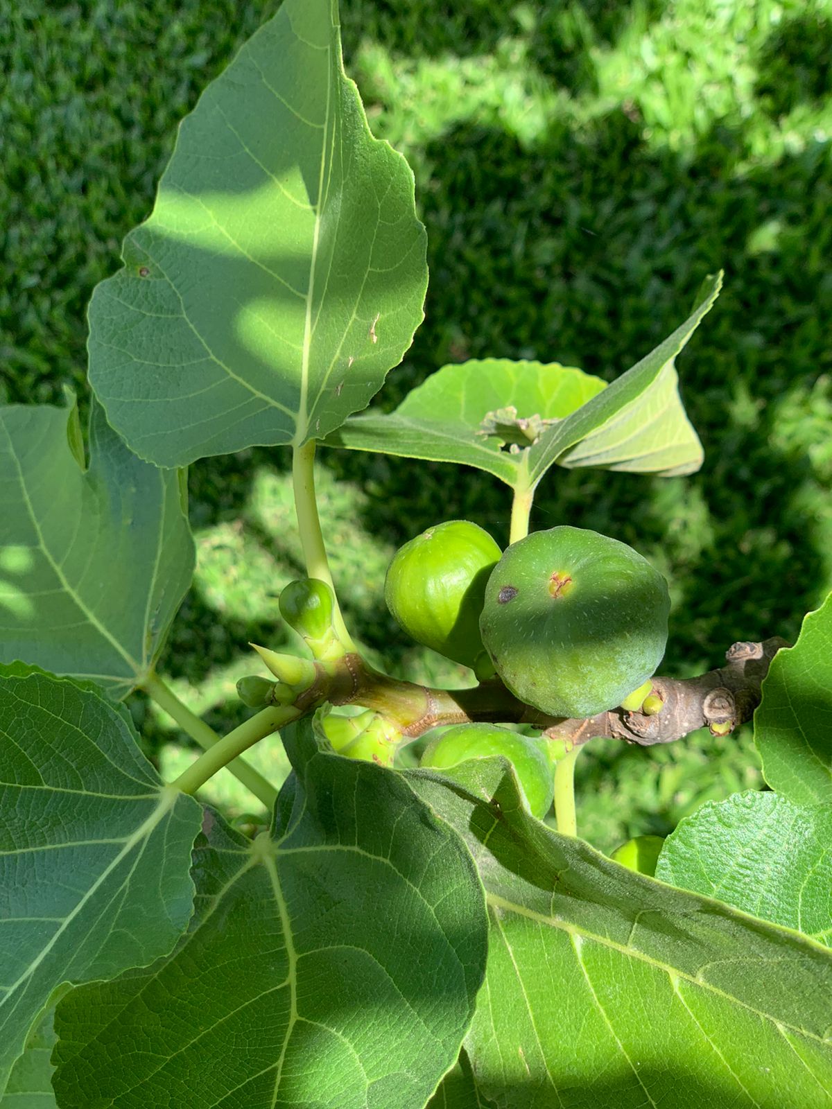 Ingredientes frescos
