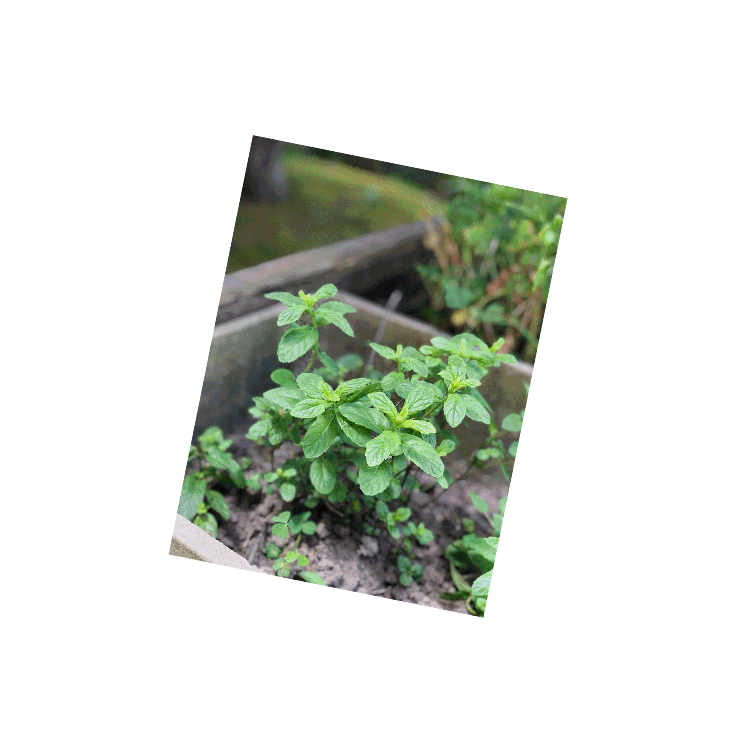 Images of food creations